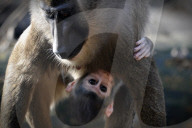 FEATURE - Frühling im Zoo von Kralove