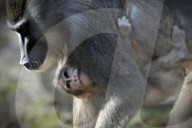 FEATURE - Frühling im Zoo von Kralove