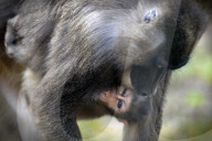 FEATURE - Frühling im Zoo von Kralove