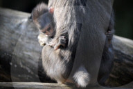 FEATURE - Frühling im Zoo von Kralove