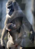 FEATURE - Frühling im Zoo von Kralove