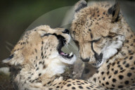 FEATURE - Frühling im Zoo von Kralove