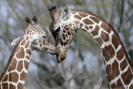 FEATURE - Frühling im Zoo von Kralove