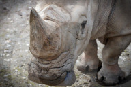 FEATURE - Tschechien: Um es zu schützen wird dem Nashorn sein Horn entfernt