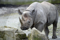 FEATURE - Tschechien: Um es zu schützen wird dem Nashorn sein Horn entfernt