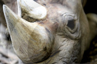 FEATURE - Tschechien: Um es zu schützen wird dem Nashorn sein Horn entfernt