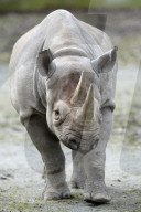 FEATURE - Tschechien: Um es zu schützen wird dem Nashorn sein Horn entfernt