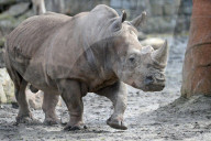 FEATURE - Tschechien: Um es zu schützen wird dem Nashorn sein Horn entfernt