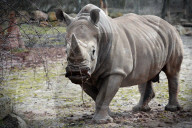 FEATURE - Tschechien: Um es zu schützen wird dem Nashorn sein Horn entfernt