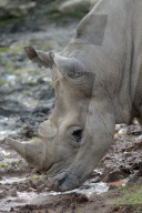 FEATURE - Tschechien: Um es zu schützen wird dem Nashorn sein Horn entfernt