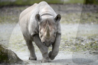FEATURE - Tschechien: Um es zu schützen wird dem Nashorn sein Horn entfernt