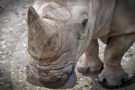 FEATURE - Tschechien: Um es zu schützen wird dem Nashorn sein Horn entfernt