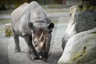 FEATURE - Tschechien: Um es zu schützen wird dem Nashorn sein Horn entfernt