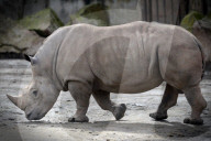 FEATURE - Tschechien: Um es zu schützen wird dem Nashorn sein Horn entfernt