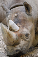 FEATURE - Tschechien: Um es zu schützen wird dem Nashorn sein Horn entfernt