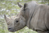 FEATURE - Tschechien: Um es zu schützen wird dem Nashorn sein Horn entfernt