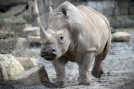 FEATURE - Tschechien: Um es zu schützen wird dem Nashorn sein Horn entfernt