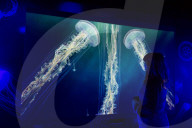 FEATURE - Farbenprächtige Quallen im Sea Life in London