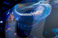 FEATURE - Farbenprächtige Quallen im Sea Life in London