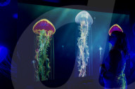 FEATURE - Farbenprächtige Quallen im Sea Life in London