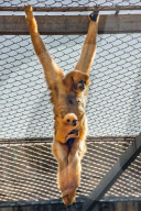 FEATURE - Rarität: Gibbon-Baby im Zoo von Lyon