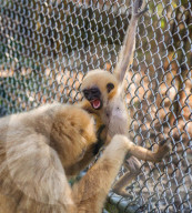 FEATURE - Rarität: Gibbon-Baby im Zoo von Lyon