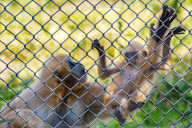 FEATURE - Rarität: Gibbon-Baby im Zoo von Lyon