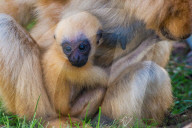 FEATURE - Rarität: Gibbon-Baby im Zoo von Lyon