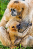 FEATURE - Rarität: Gibbon-Baby im Zoo von Lyon