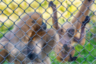 FEATURE - Rarität: Gibbon-Baby im Zoo von Lyon