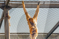 FEATURE - Rarität: Gibbon-Baby im Zoo von Lyon