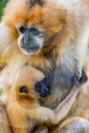 FEATURE - Rarität: Gibbon-Baby im Zoo von Lyon