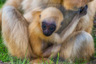 FEATURE - Rarität: Gibbon-Baby im Zoo von Lyon