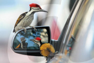 PEOPLE - Lady in Black: Kimberly Stewart in Brentwood unterwegs