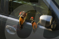 PEOPLE - Lady in Black: Kimberly Stewart in Brentwood unterwegs