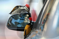 PEOPLE - Lady in Black: Kimberly Stewart in Brentwood unterwegs