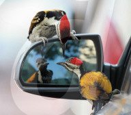 PEOPLE - Lady in Black: Kimberly Stewart in Brentwood unterwegs