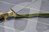 FEATURE - Gecko schaut der Schlange in Hals