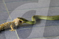 FEATURE - Gecko schaut der Schlange in Hals