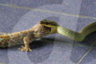 FEATURE - Gecko schaut der Schlange in Hals