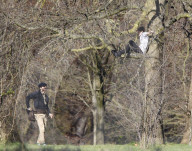 EXKLUSIV - David Beckham tollt mit Hund und Sohn Cruz im Hyde Park herum