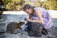 FEATURE - Neugieriges Quokka kennt keine Scheu