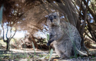 FEATURE - Neugieriges Quokka kennt keine Scheu