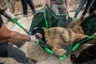 NEWS - Irak: Rettungsaktion im Zoo von Mossul