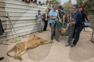 NEWS - Irak: Rettungsaktion im Zoo von Mossul