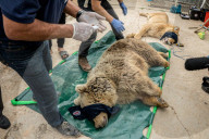 NEWS - Irak: Rettungsaktion im Zoo von Mossul