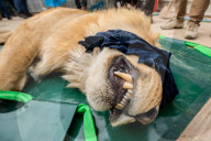 NEWS - Irak: Rettungsaktion im Zoo von Mossul