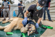 NEWS - Irak: Rettungsaktion im Zoo von Mossul
