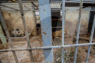 NEWS - Irak: Rettungsaktion im Zoo von Mossul