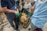 NEWS - Irak: Rettungsaktion im Zoo von Mossul
